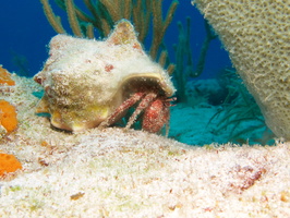 064 Red Banded Hermit Crab IMG_8068