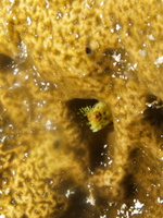 065 Rough Head Blenny IMG_8071