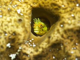 066 Rough Head Blenny IMG_8074