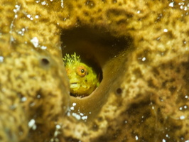 067 Rough Head Blenny IMG_8078