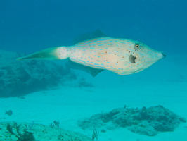 069 Scrawled Filefish IMG_8083