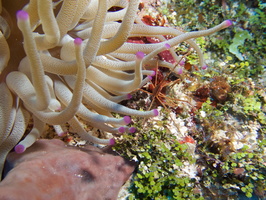 003 Giant Anemone and Yellowline Arrow Crab IMG_8085