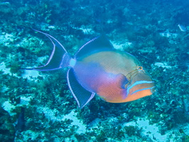 005 Queen Triggerfish IMG_8087