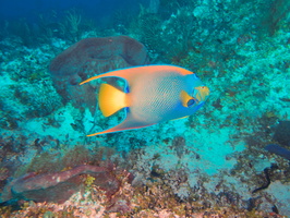 007 Queen Angelfish IMG_8089