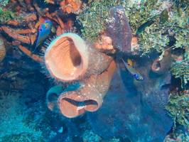 008 Two Queen Angelfish and Vase Sponge IMG_8090