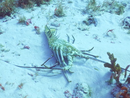 009 Lobster Carcass IMG_8093