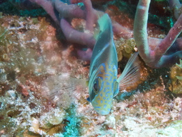 011 Barred Hamlet IMG_8099