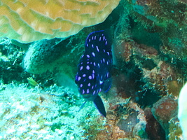 013 Juvenile Yellowtail Damselfish IMG_8102