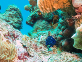 014 Juvenile Yellowtail Damselfish IMG_8104