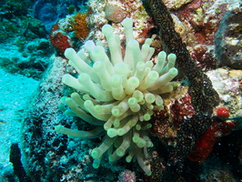 016 Giant Anemone IMG_8108