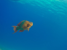 017 Rainbow Perrotfish IMG_8112