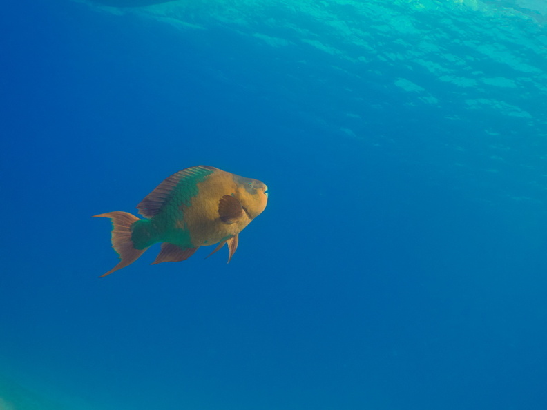 017 Rainbow Perrotfish IMG_8112.jpg