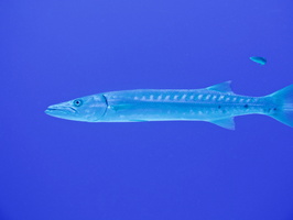 018 Barracuda IMG_8115