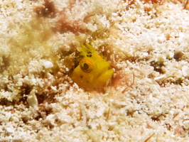 019 Rough Head Blenny IMG_8116