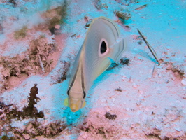 020 Four Eye Butterflyfish IMG_8119