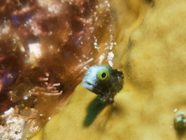 022 Secretary Blenny IMG_8127