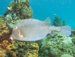 024 Honeycomb Cowfish IMG_8131