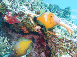 028 Whitespot Filefish IMG_8138