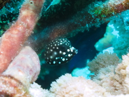 035 Juvenile Trunkfish  IMG_8160