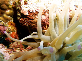 039 Giant Anemone and Crab IMG_8167