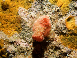 047 Giant Tunicate open IMG_8180