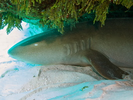 006 Nurse Shark IMG_8192