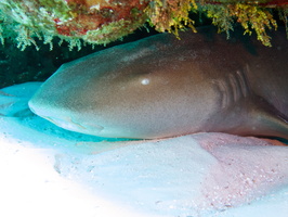 007 Nurse Shark IMG_8193