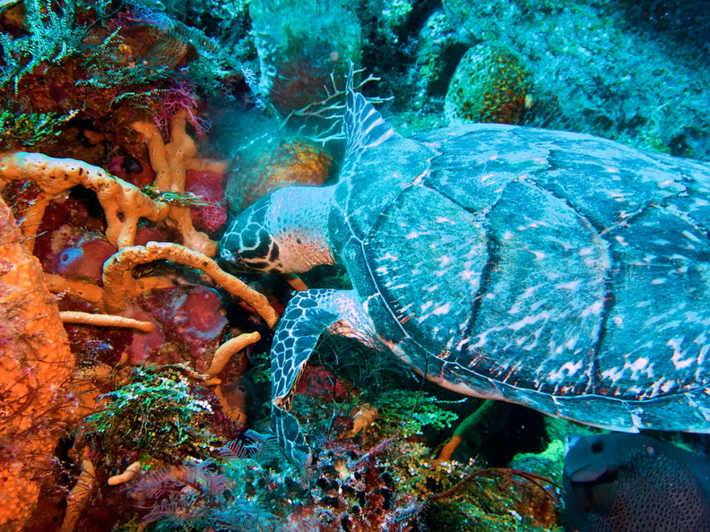 013 Hawksbill Sea Turtle IMG_8202.jpg