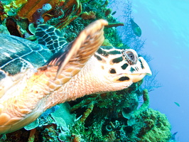 015 Hawksbill Sea Turtle IMG_8204