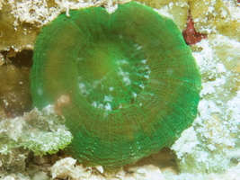 019 Artichoke Coral IMG_8213