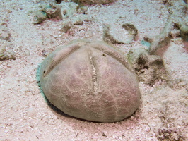 020 Red Heart Urchin IMG_8215