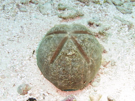 021 Red Heart Urchin IMG_8216