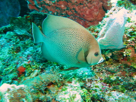 023 Gray Anglefish IMG_8220