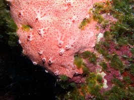 024 Pink Encrusting Sponge IMG_8221