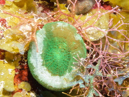 031 Artichoke Coral IMG_8234