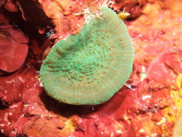 032 Solitary Disk Coral IMG_8235