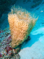 035 Yellow Vase Sponge IMG_8239