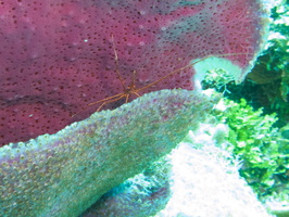 036 Yellowline Arrow Crab on Purple Vase Sponge IMG_8242