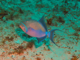 037 Queen Triggerfish IMG_8243