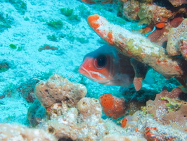 038 Squirrelfish IMG_8245