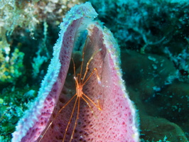 039 Yellowline Arrow Crab in Purple Vase Sponge IMG_8247