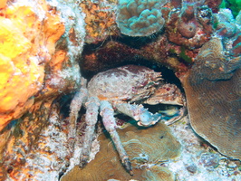 041 Channel Cling Crab and Yellowline Arrow Crabs IMG_8249