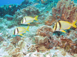 044 Porkfish IMG_8257