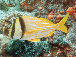 045 Porkfish IMG_8258