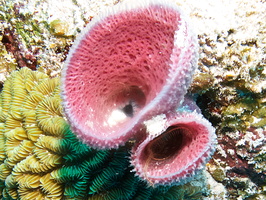 047 Pink Vase Sponge and Brittle Starfish  IMG_8262