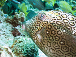 049 Honeycomb Cowfish IMG_8265