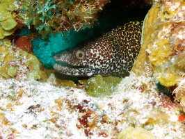 050 Spotted Moray Eel IMG_8271