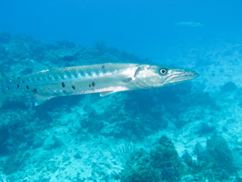 051 Barracuda IMG_8272