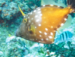 052 White Spotted Filefish IMG_8273