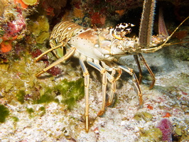 054 Spiny Lobster IMG_8276